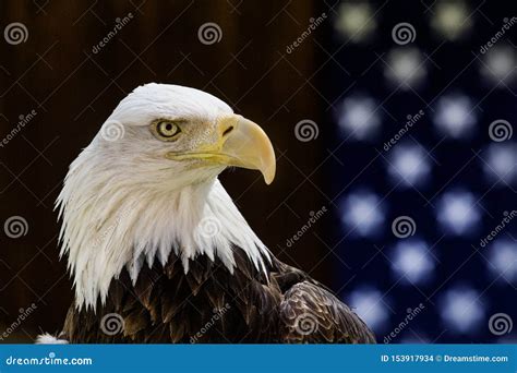 Beautiful Bald Eagle Perched before an American Flag. Stock Photo - Image of zoolife, beautiful ...