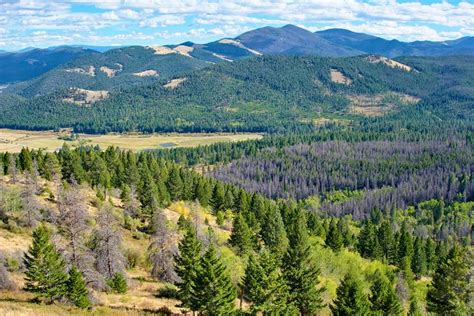 7 Best National Forests in Montana | PlanetWare