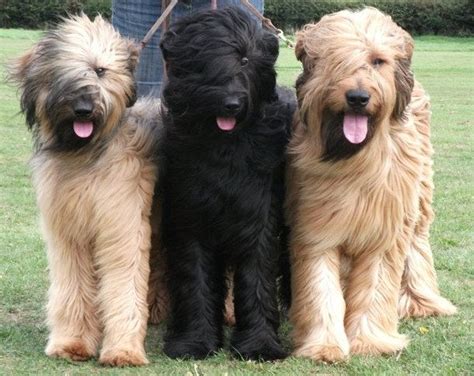 Briard Dogs #briard #hond #honden #hondenvanjehuisdier #huisdieren # ...