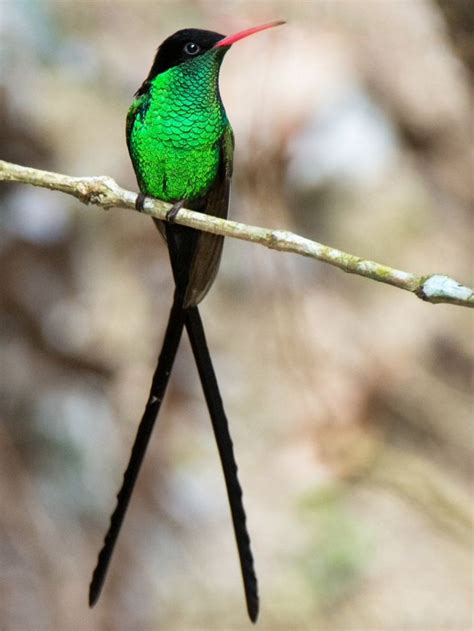 Red-billed Streamertail | NatureRules1 Wiki | Fandom