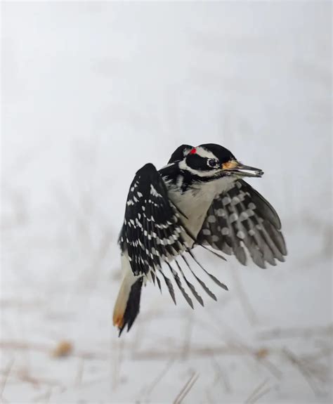 Hairy Woodpecker: Tapping into Nature's Rhythms | WorldWeet