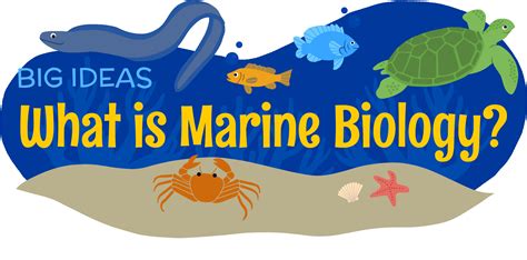 What is Marine Biology? | AMNH