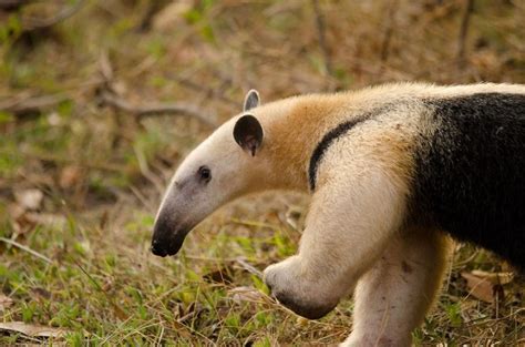 Southern Tamandua Facts, Habitat, Diet, Life Cycle, Baby, Pictures