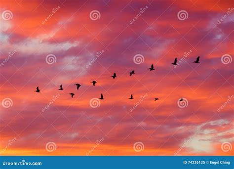 Birds Flying in Formation at Sunset Stock Image - Image of burn, nature ...