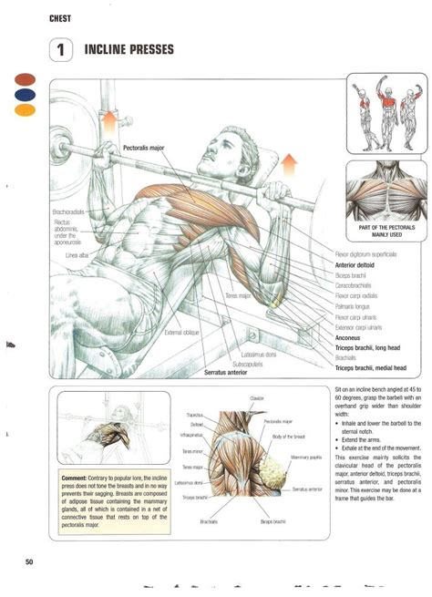 Strength Training Anatomy 2nd Edition