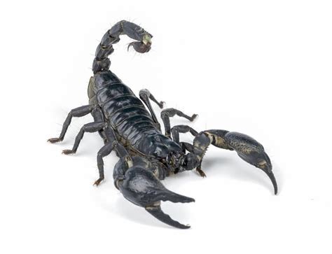 Why Scorpions are Considered Arachnids | Burns Pest