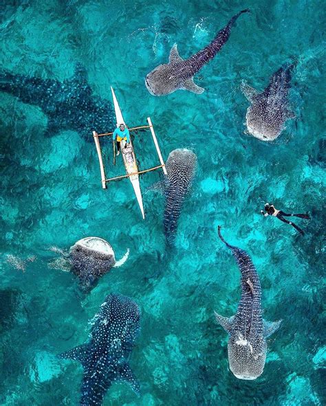 Whale Shark Cebu Philippines