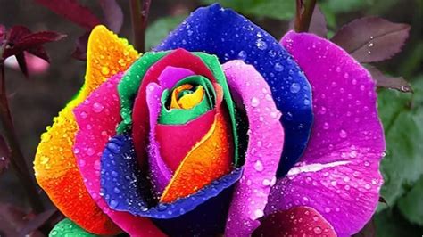 How to Plant Rainbow Rose Seeds? - Garden Bagan