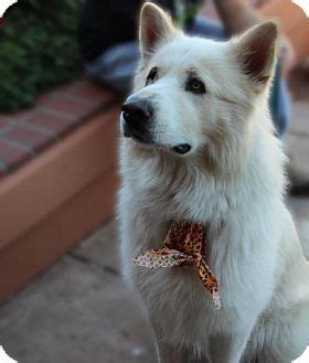 Alaskan Malamute Great Pyrenees Husky Mix - Pets Lovers