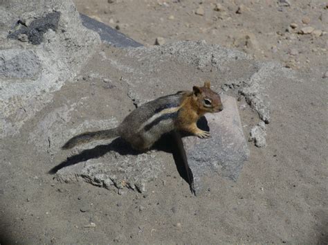 Chipmunk at Crater Lake, Oregon Crater Lake, Wildlife Photos, Chipmunks ...