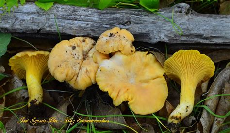 Setas Extremadura : Cantharellus Cibarius