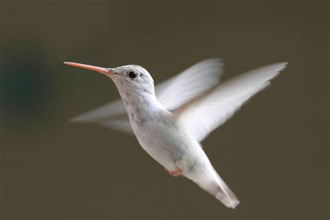 21 Stunningly Rare Albino Animals