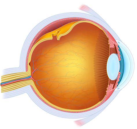 Scleral Buckling Procedure Restores Vision After a Detached Retina