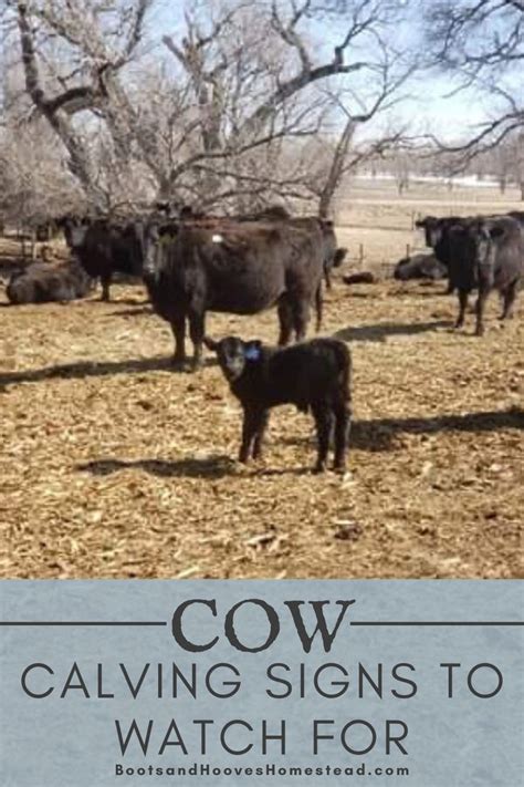 Calving Chart For Cattle