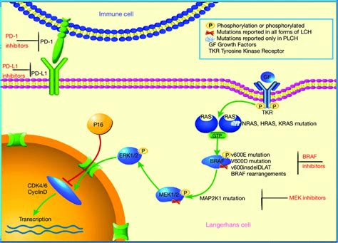 Mapk Erk Signaling Pathway Novus Biologicals | Hot Sex Picture