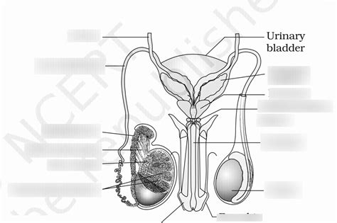 Diagram of Male reproductive system | Quizlet