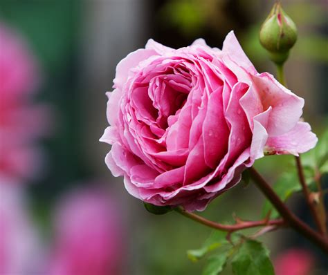 Rose Pink Flower Free Stock Photo - Public Domain Pictures