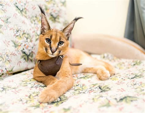 The world's most expensive cat breeds