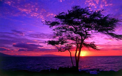 Tree Silhouette And Purple Sky In 2020 Purple Aesthetic Purple | Images ...