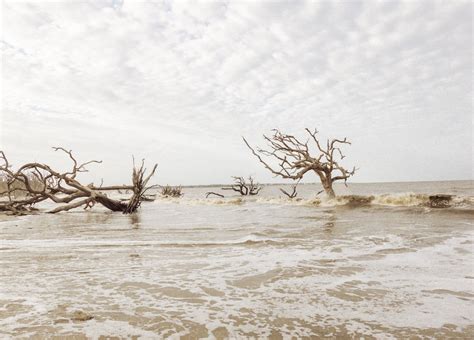 An Afternoon At Driftwood Beach - P.S. Mabuhay