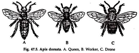 Apiculture of Bees: Meaning and Methods | Zoology