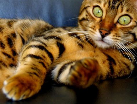 The Bengal-one of the most popular cat breeds with a wild history – Pet Radio Magazine