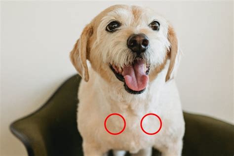 All About Dog Lymph Nodes (Location Chart and Photos) - Dr. Buzby's ...