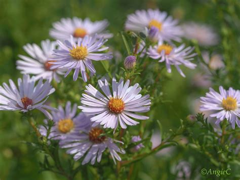 Wild Asters – Thoughts of Dawn | Beautiful flowers photography, Aster flower, Flowers photography