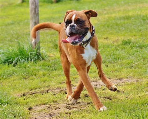 Boxer Dog Breed Facts & Information | The Dog People by Rover.com