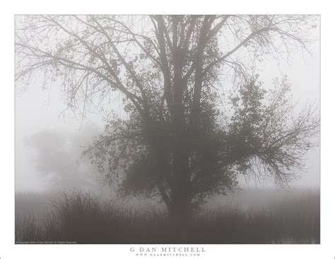 Wetlands Tree, Tule Fog | G Dan Mitchell Photography