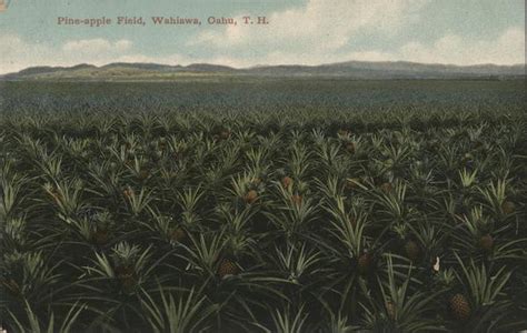 Pineapple Field, Oahu Wahiawa, HI Postcard