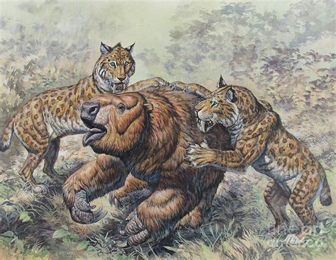 Smilodon Dirk-toothed Cats Attacking Digital Art by Mark Hallett