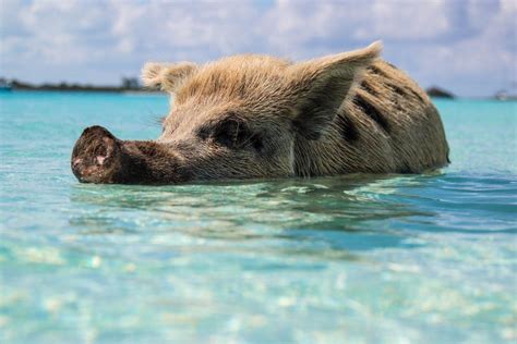 21 Wild Animals in The Bahamas [Wildlife in The Bahamas] - Kevmrc