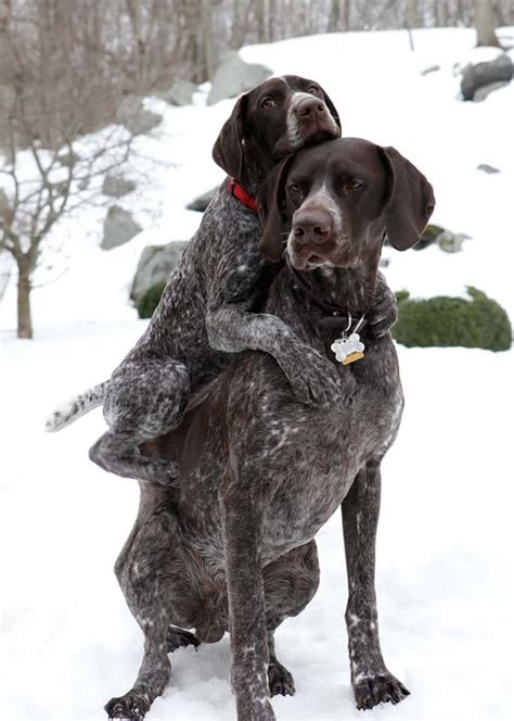 Animal Teamwork | Photos of Animals Working Together