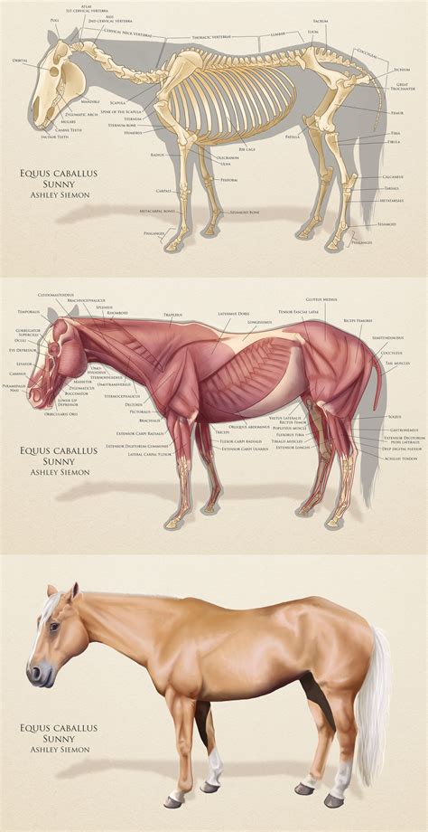 Anatomy of Horse, Equus cabalus