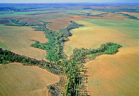 Afforestation - Energy Education