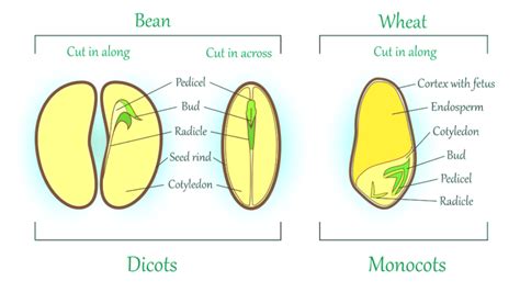 Monocot Vs Dicot Seeds