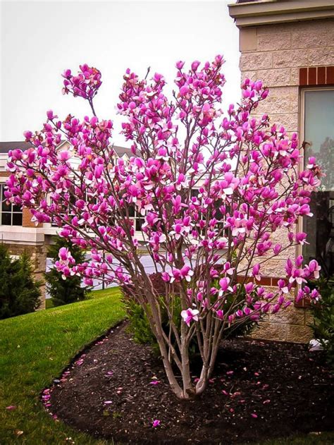 Ann Magnolia Trees For Sale Online | The Tree Center