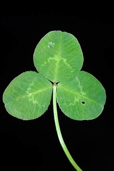 White Clover Identification – Trifolium repens – Off Grid Living Hacks