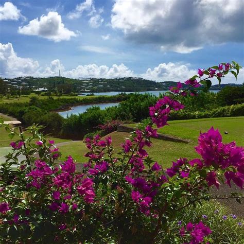 Pin by Avril Kay on Flora and fauna of Bermuda | Island life style ...