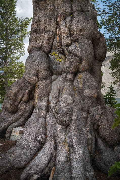 Gnarled old Whitebark Pine (Pinus albicaulis) - Alan Majchrowicz ...