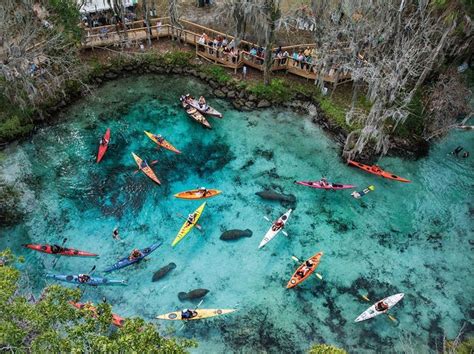 three sisters springs florida - manatee refuge... kayake, canoe, swim, and snorkel with the mana ...