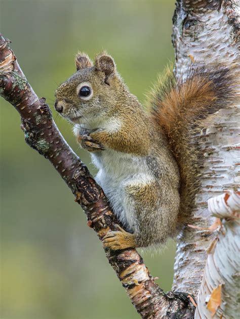 American Red Squirrel Resting, Acadia National Park, Maine, Usa Photograph by George Sanker ...