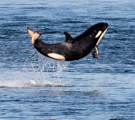 Cute little orca calf jumping around : r/aww