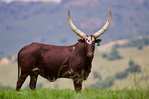 Ankole Cattle, South Africa