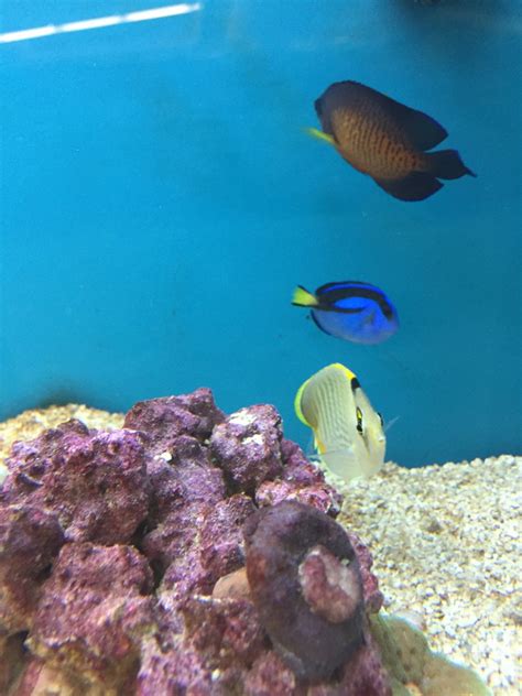 Beyond upset over these Petco fish | REEF2REEF Saltwater and Reef Aquarium Forum