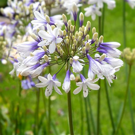 Stunning Agapanthus Plants for Sale | Africanus Twister – Easy To Grow Bulbs