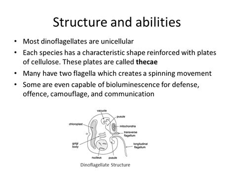 Dinoflagellates Structure