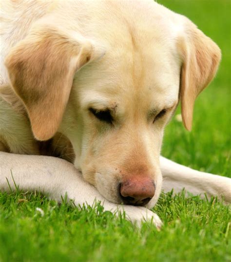 Colitis in Dogs - Your Complete Pet Owners' Guide To The Condition