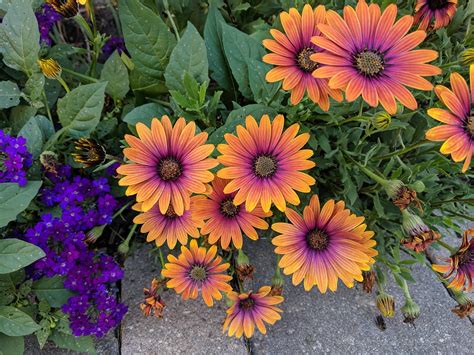 African Daisies have to be one of my favorite flowers! | Starting a ...